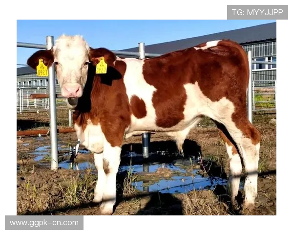 欧博abg代理一比一最新优惠活动，丰富奖励助力用户快速扩大盈利空间